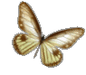 jador les papillon on dirais quand on les voi on sans la paix